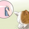 Tratamiento de la conjuntivitis en gatos