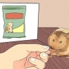 Alimentacion de hamsters enanos