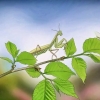 Tener una mantis religiosa como mascota