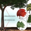 Construyendo una casa en el árbol