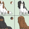 Elegir un cavalier king charles spaniel