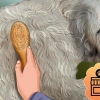 Preparando un goldendoodle