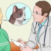 Medicar a un gato