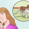 Entrenar a un gato para que esté seguro afuera y sea un buen cazador de ratones