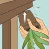 Revivir una planta de aloe vera moribunda