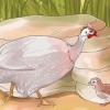 Determinar el sexo de una gallina de guinea