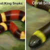 Ser capaz de diferenciar entre una kingsnake y una coralsnake