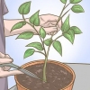 Poda de tu planta de pimiento