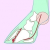 Reconocimiento y tratamiento de la lamitis en caballos