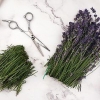 Hacer aceite de lavanda