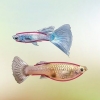 Identificar guppies machos y hembras