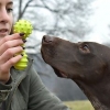 Jugando con tu perro