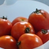 Tomates enlatados