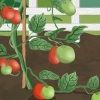 Atar los tomates