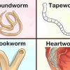 Identificar diferentes gusanos en perros