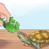 Saber qué darle de comer a una tortuga