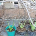 Plantas de aloe vera