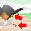 Tratamiento de la obstrucción intestinal en perros