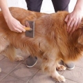 Arreglar el pelaje de un golden retriever