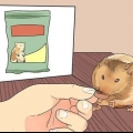 Alimentacion de hamsters enanos