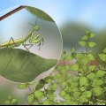 Tener una mantis religiosa como mascota