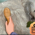 Preparando un goldendoodle