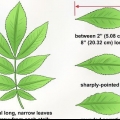 Identificar un árbol de nogal