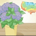 Planta una hortensia