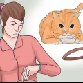 Ponerle un collar a un gato