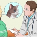 Medicar a un gato