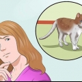 Entrenar a un gato para que esté seguro afuera y sea un buen cazador de ratones