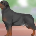 Identificar un rottweiler