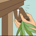 Revivir una planta de aloe vera moribunda