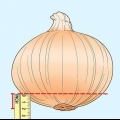 Cultivar una cebolla usando otra cebolla