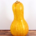 Almacenar calabaza de botella