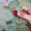 Distinguir frambuesas y moras entre sí