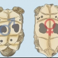Determinar el sexo de una tortuga
