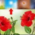 Propagación de hibisco