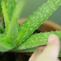 Cuida tu cabello con aloe vera