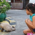 Acariciar gatos en los lugares correctos