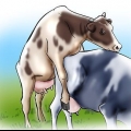 Inseminación artificial de vacas y novillas