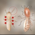 Identificación de larvas de termitas