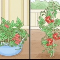 Cultivo de tomates en interior