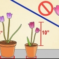 Cultivo de tulipanes en macetas