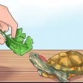 Saber qué darle de comer a una tortuga