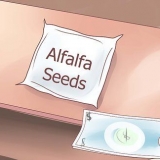 Cultivo de brotes de alfalfa