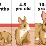 Determinar la edad de un conejo