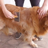 Arreglar el pelaje de un golden retriever