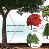 Construyendo una casa en el árbol