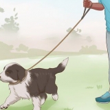 Entrenando a un cachorro border collie